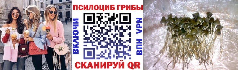 Псилоцибиновые грибы GOLDEN TEACHER Сухой Лог